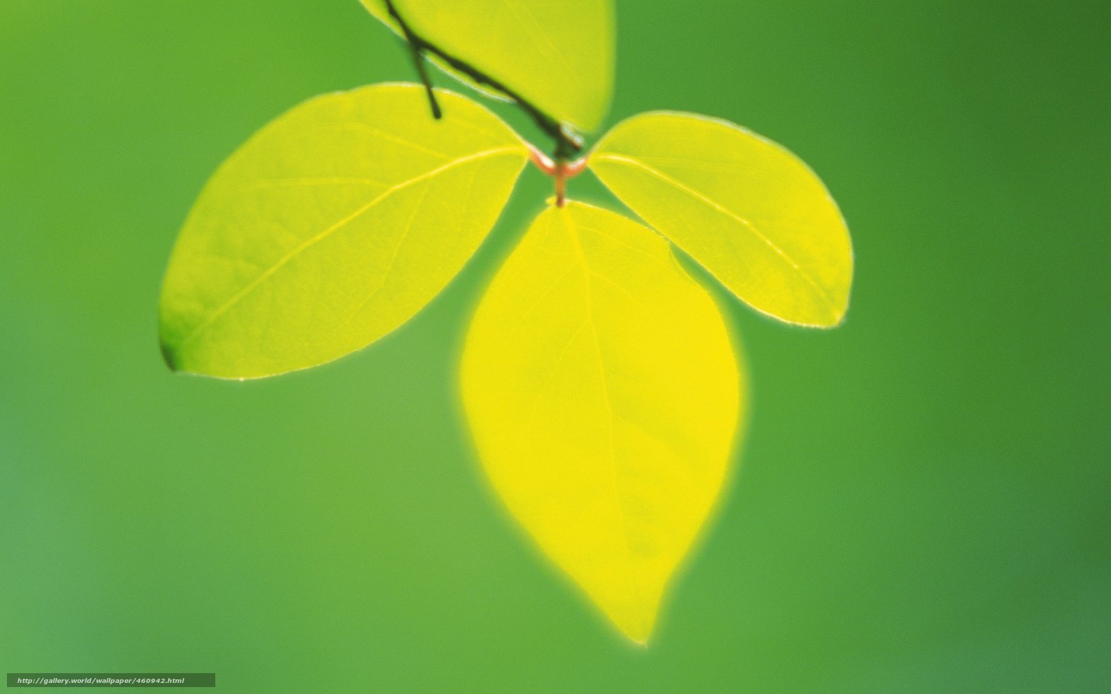 green leaves on a branch