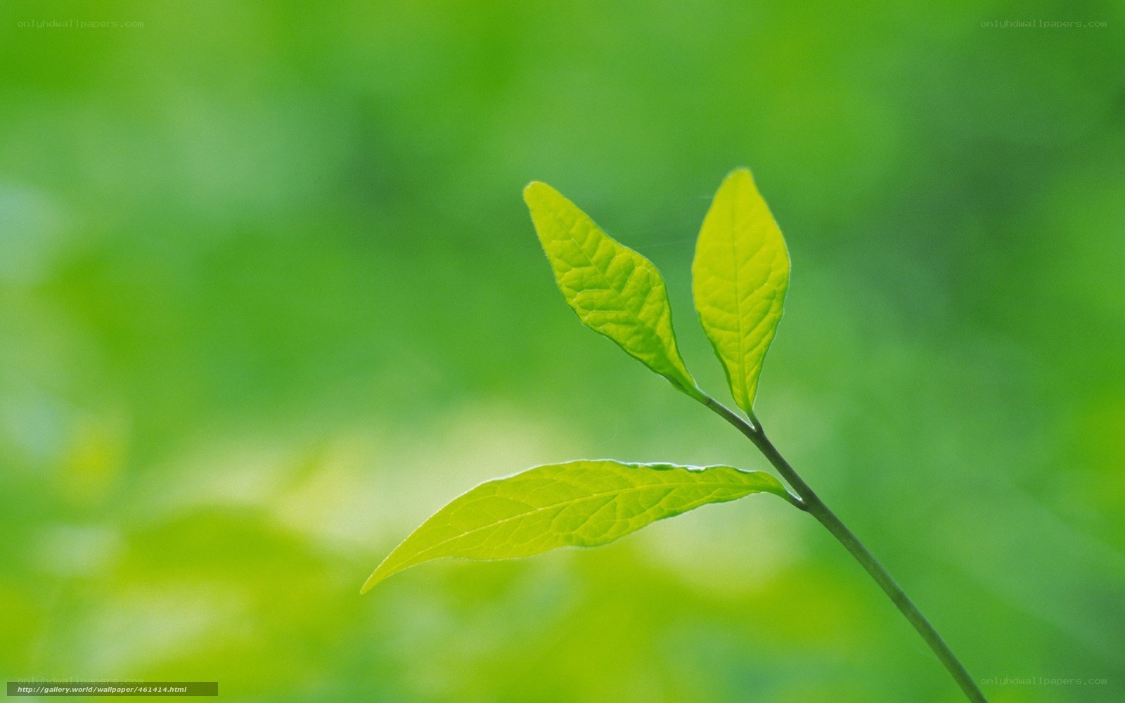 green leaves on a branch
