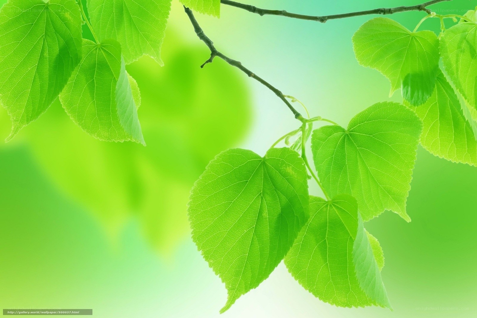 Green leaves on a branch