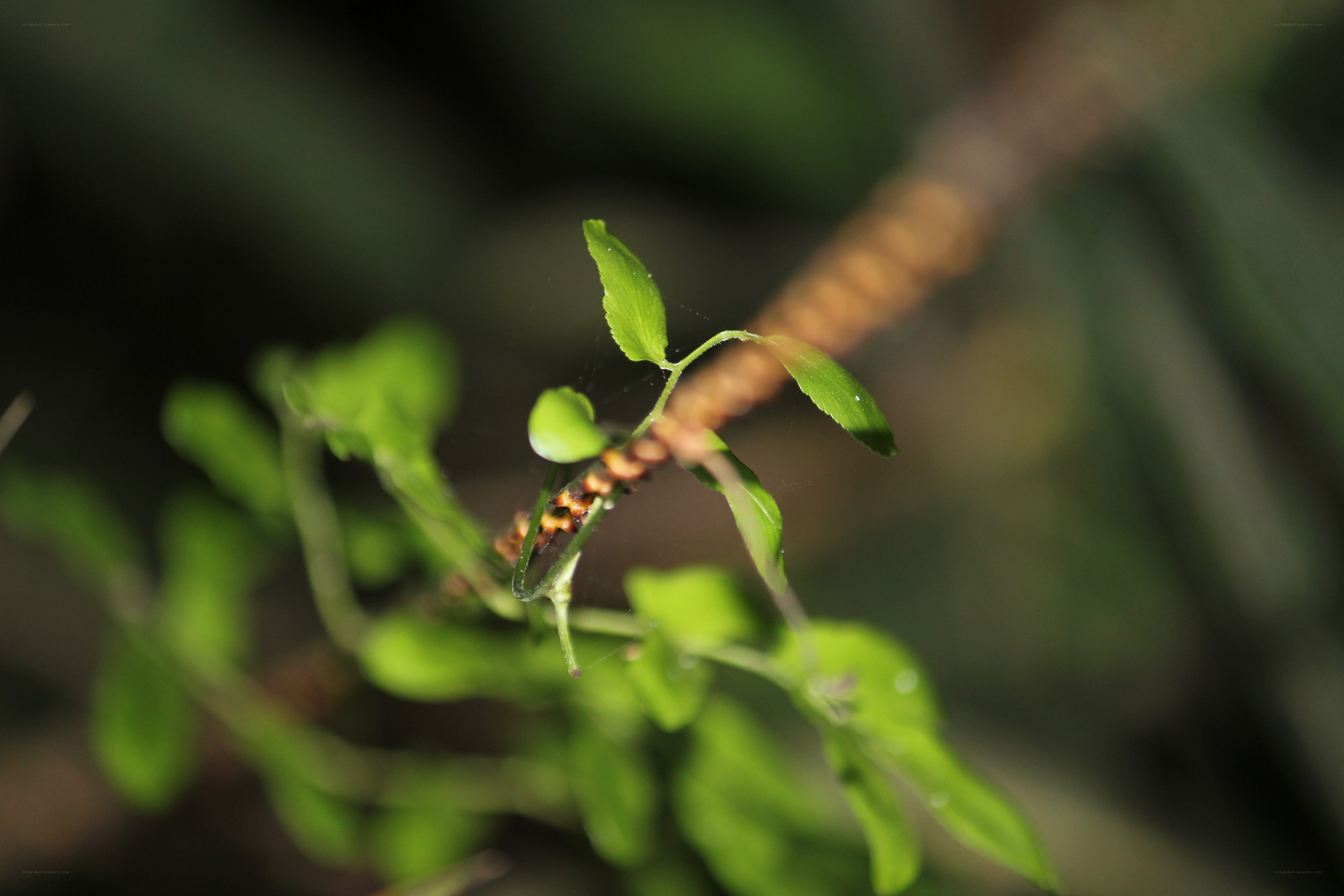 green leaves on a branch