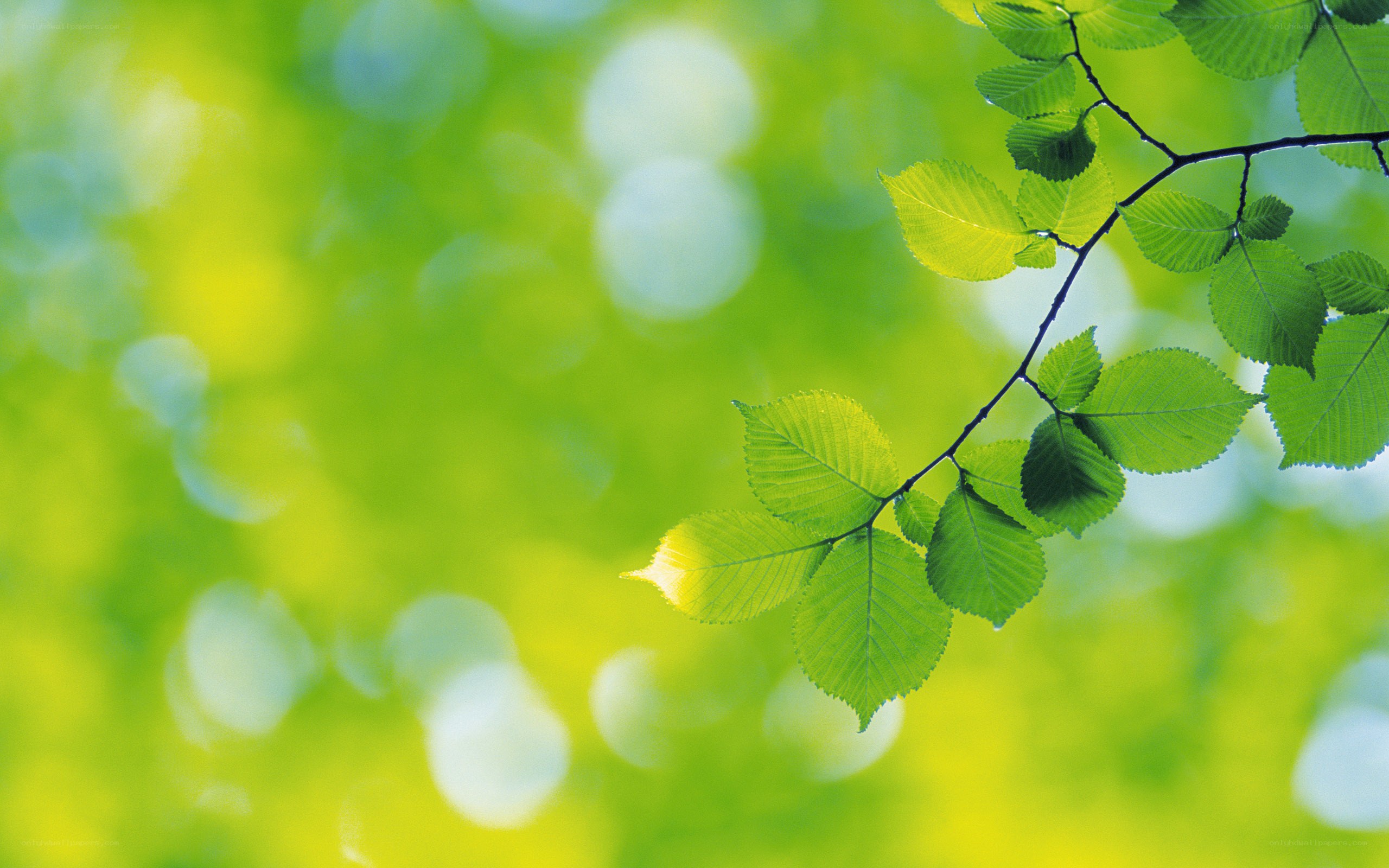 green leaves on a branch