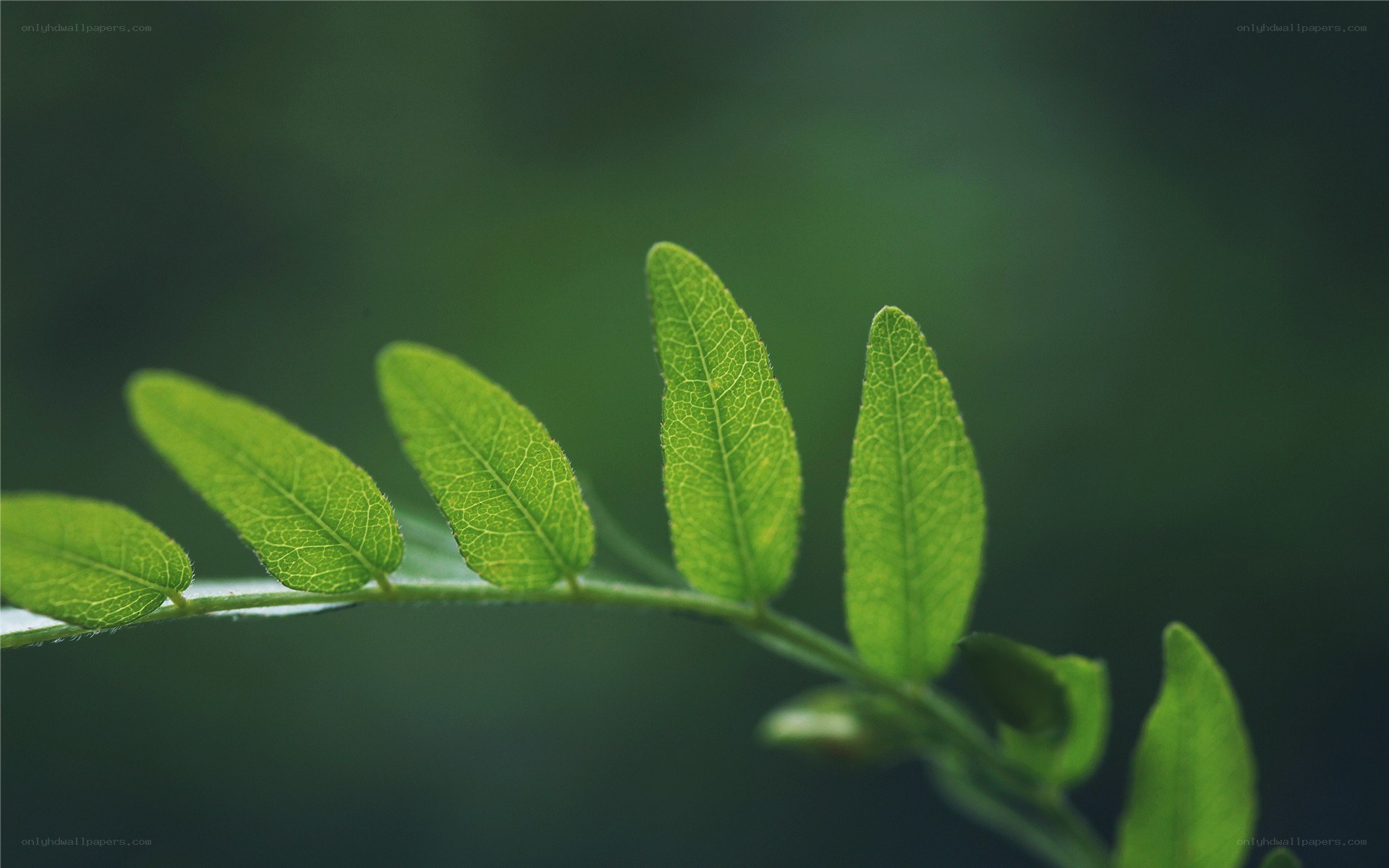 green leaves on a branch