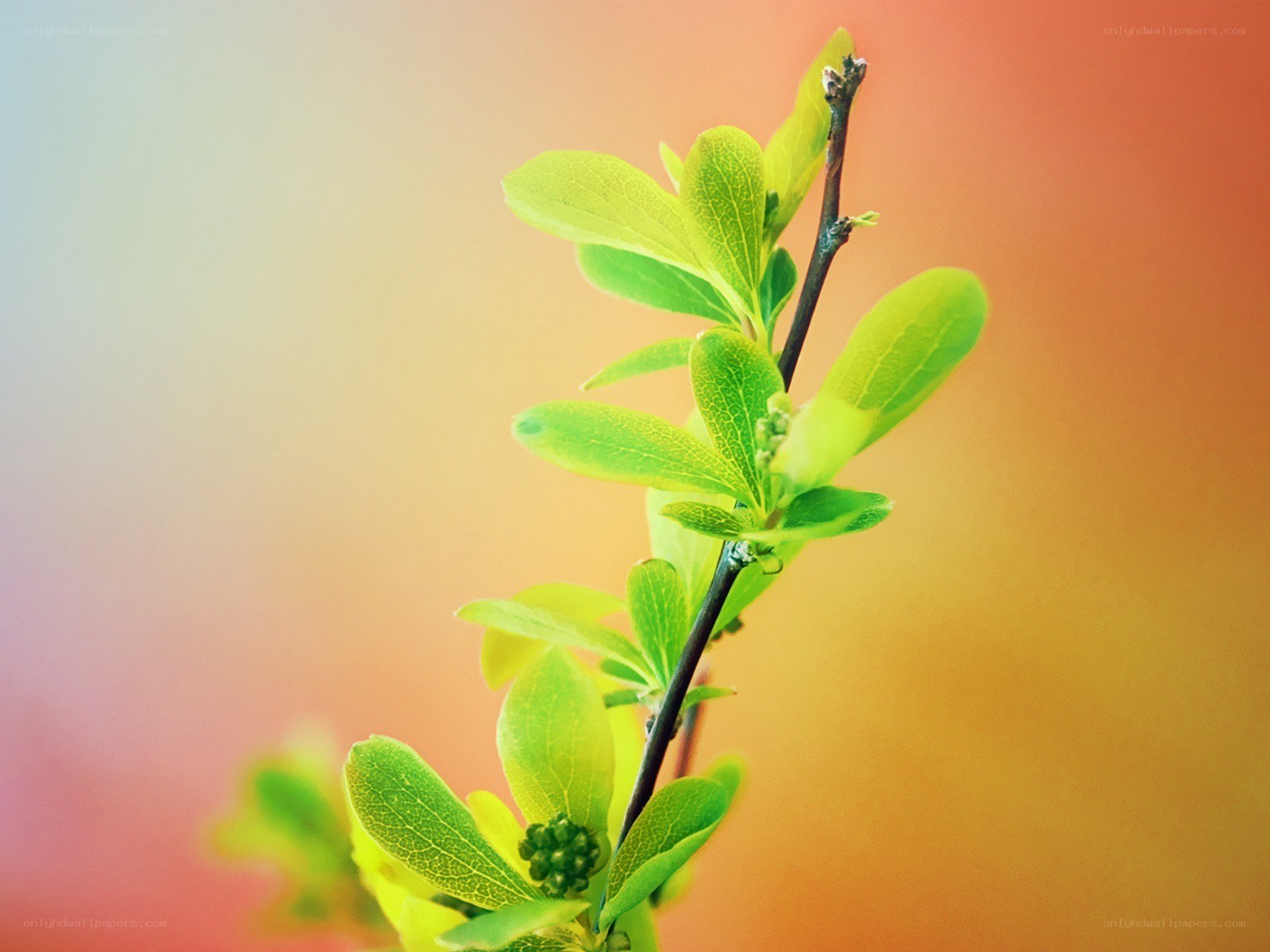 green leaves on a branch