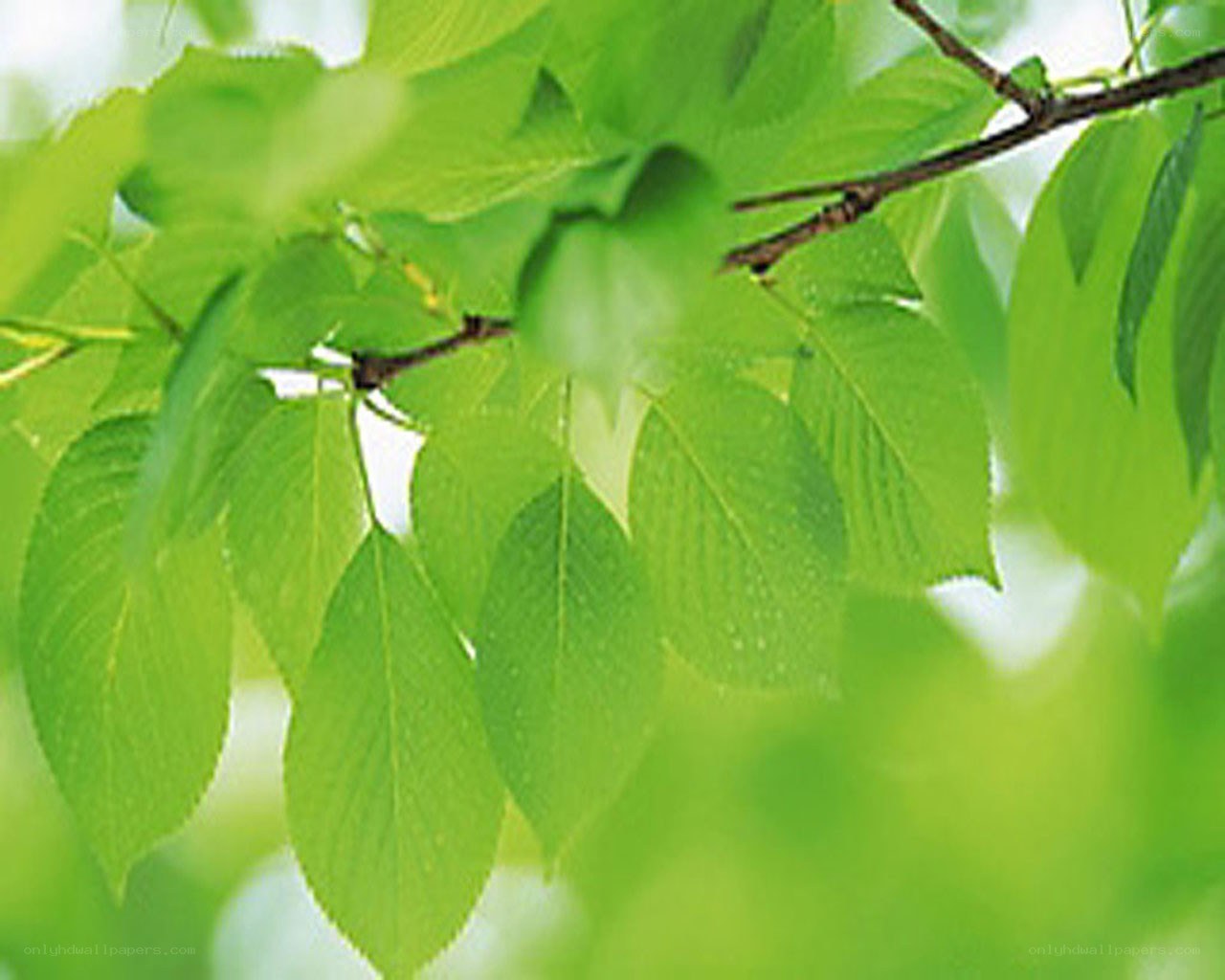green leaves on a branch