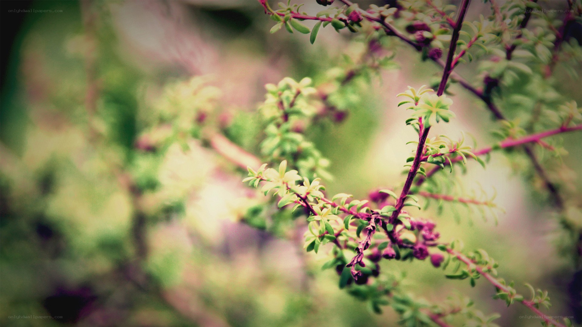 green leaves on a branch