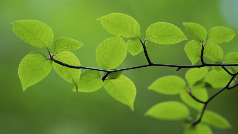 green leaves on a branch