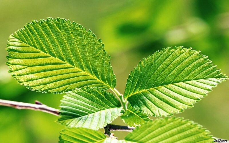 green leaves on a branch