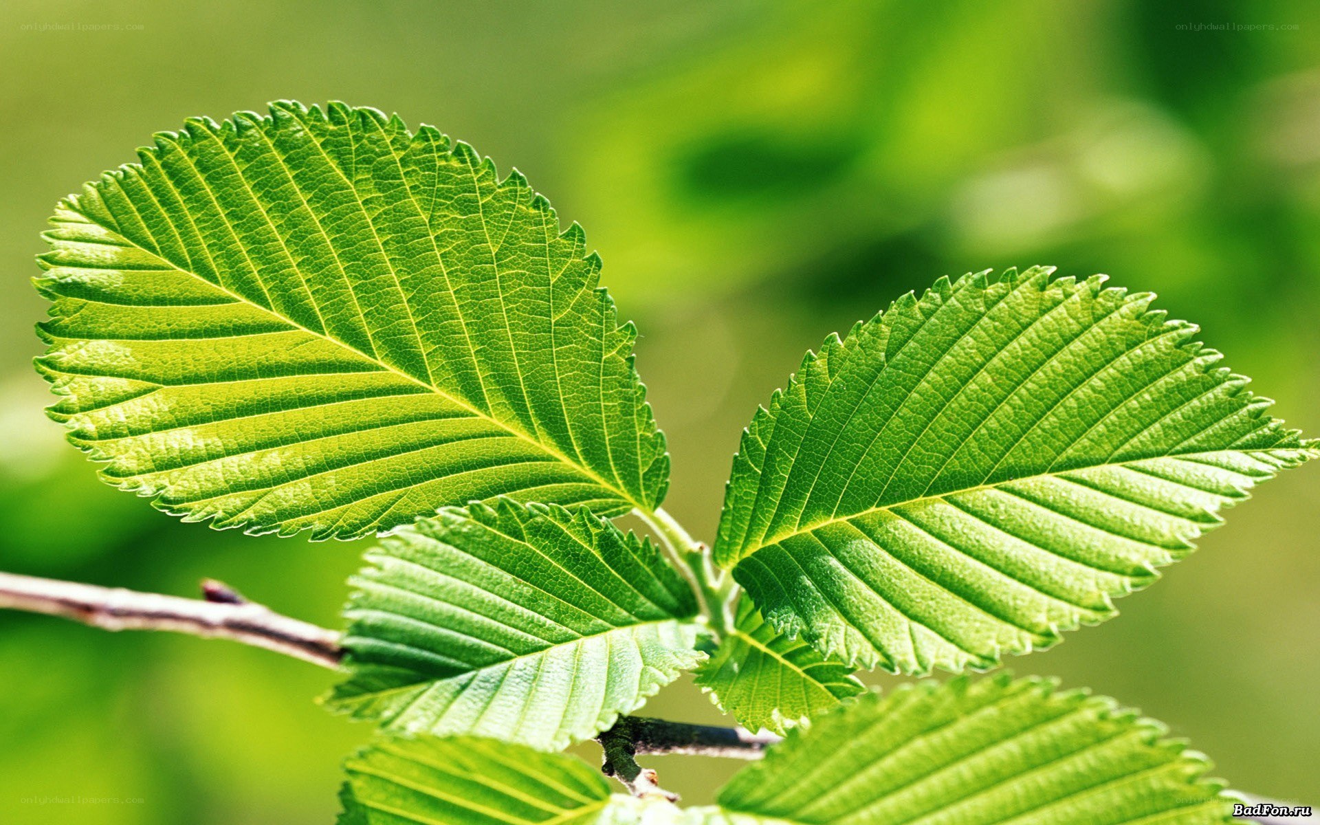 green leaves on a branch