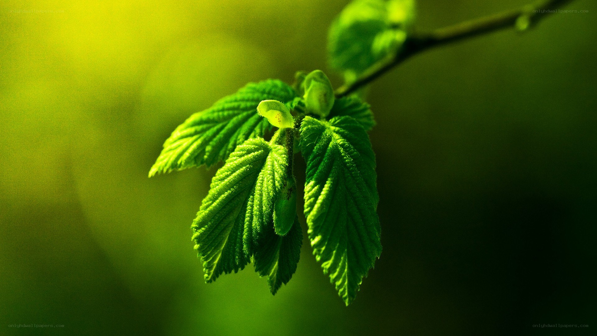 green leaves on a branch