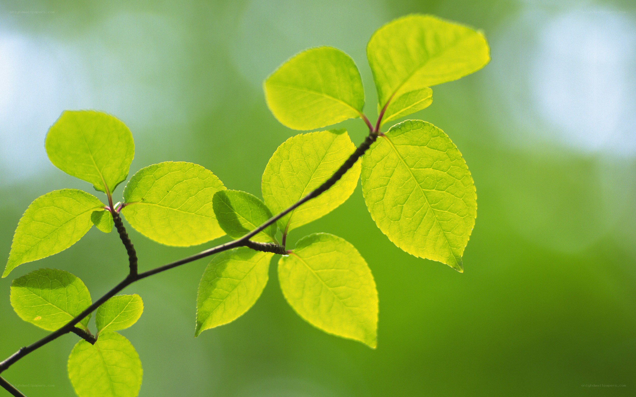 green leaves on a branch