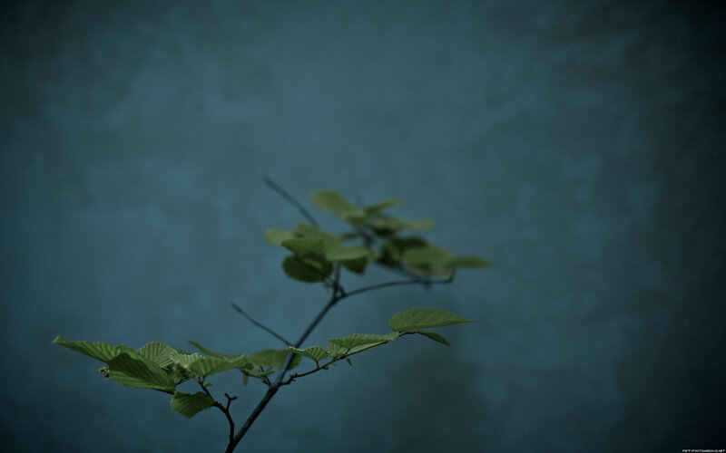 green leaves on a branch