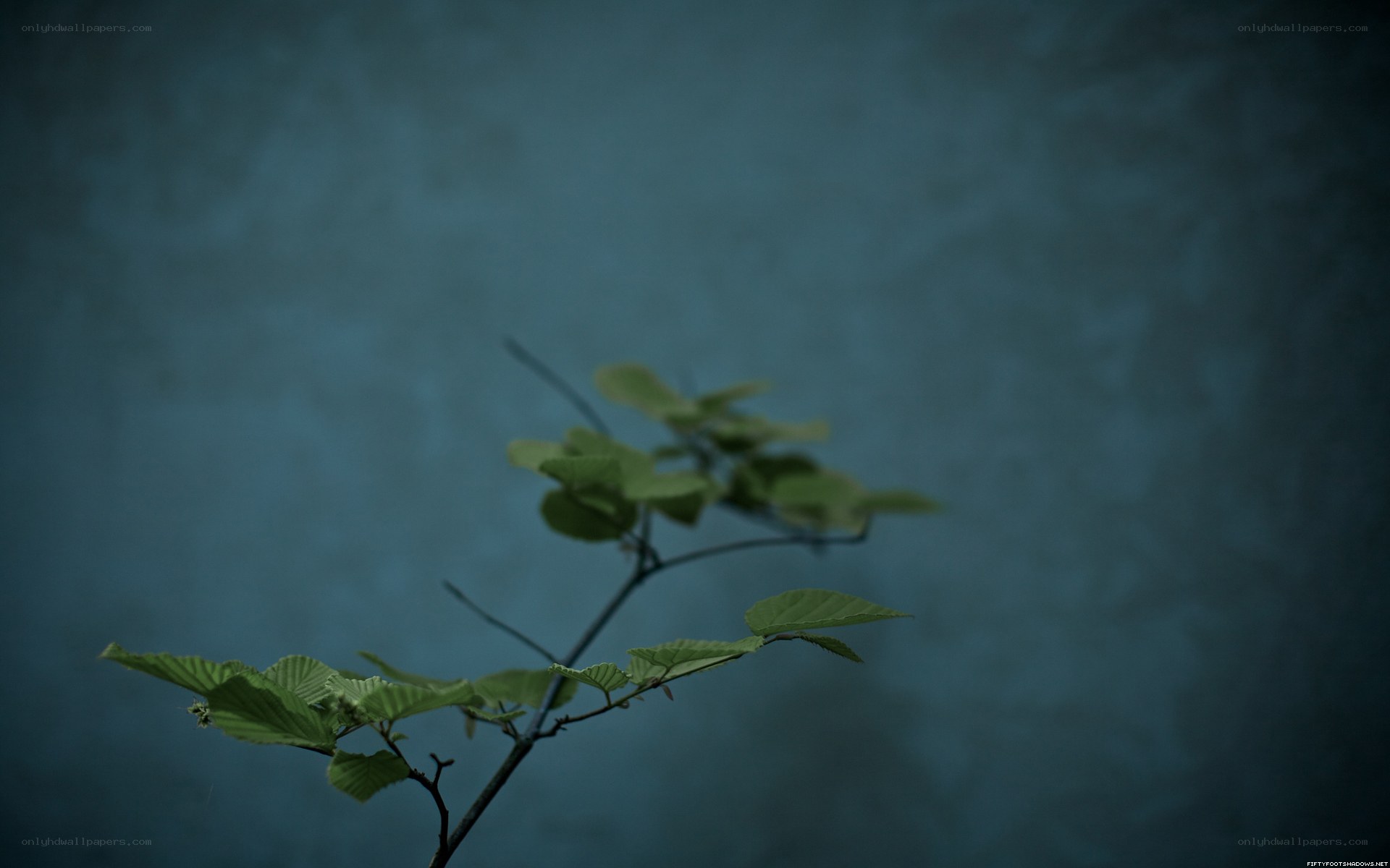 green leaves on a branch