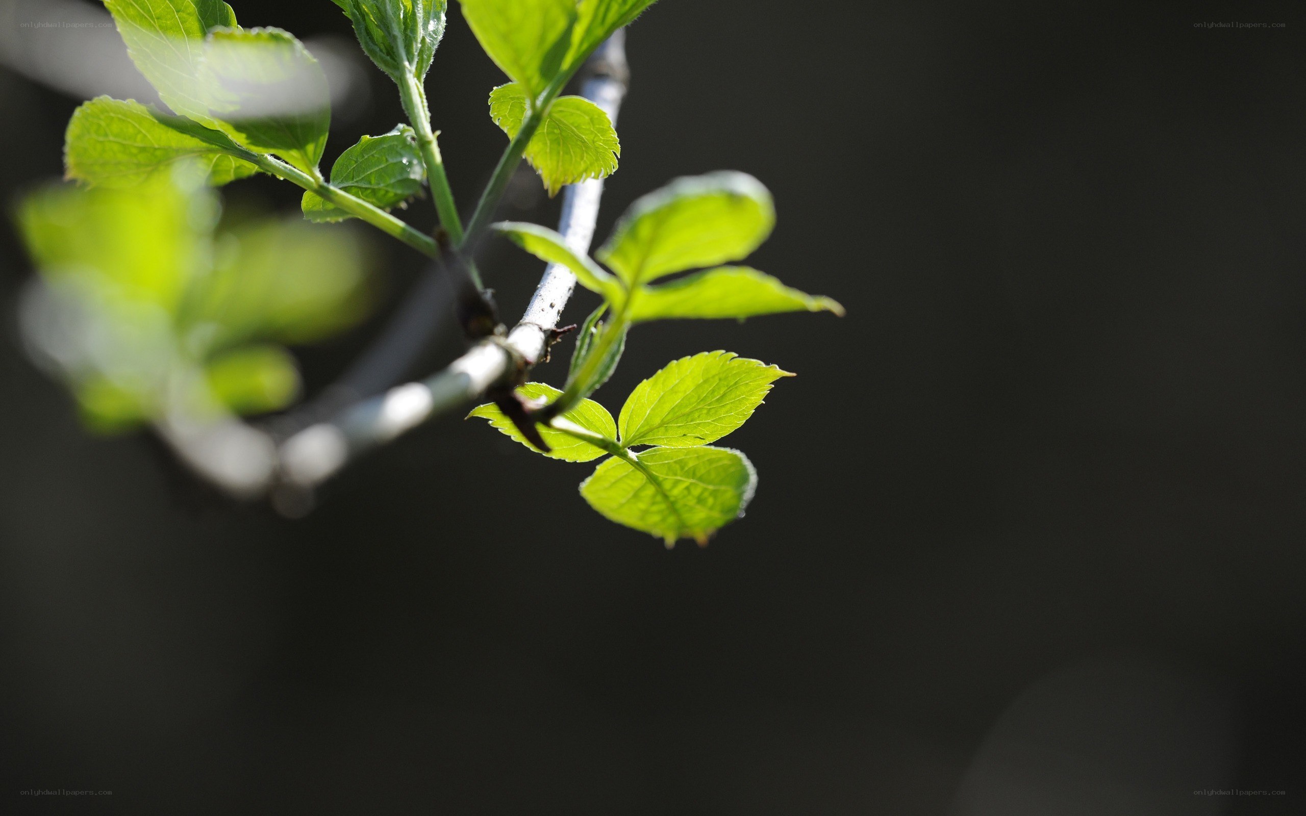 green leaves on a branch