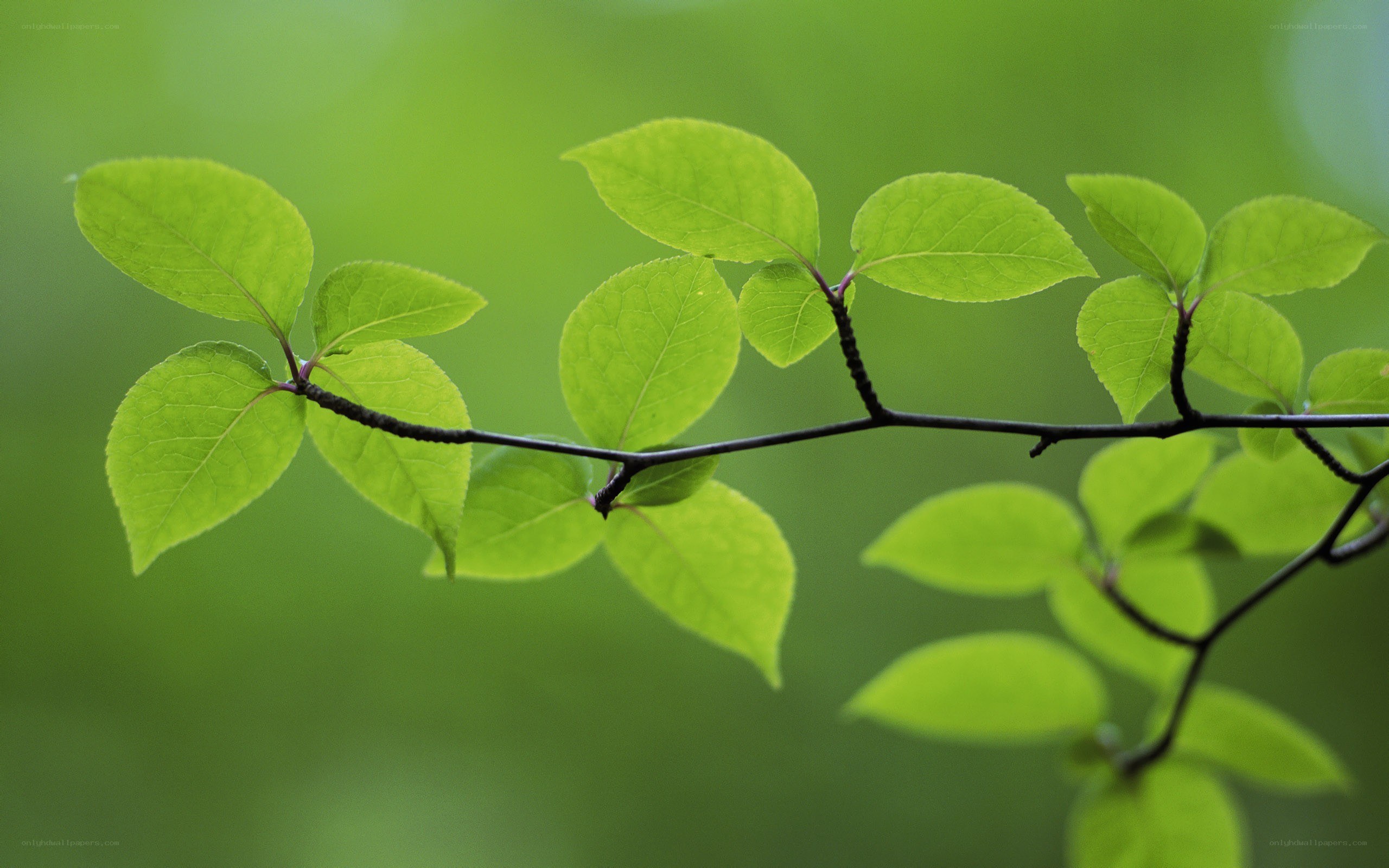 green leaves on a branch