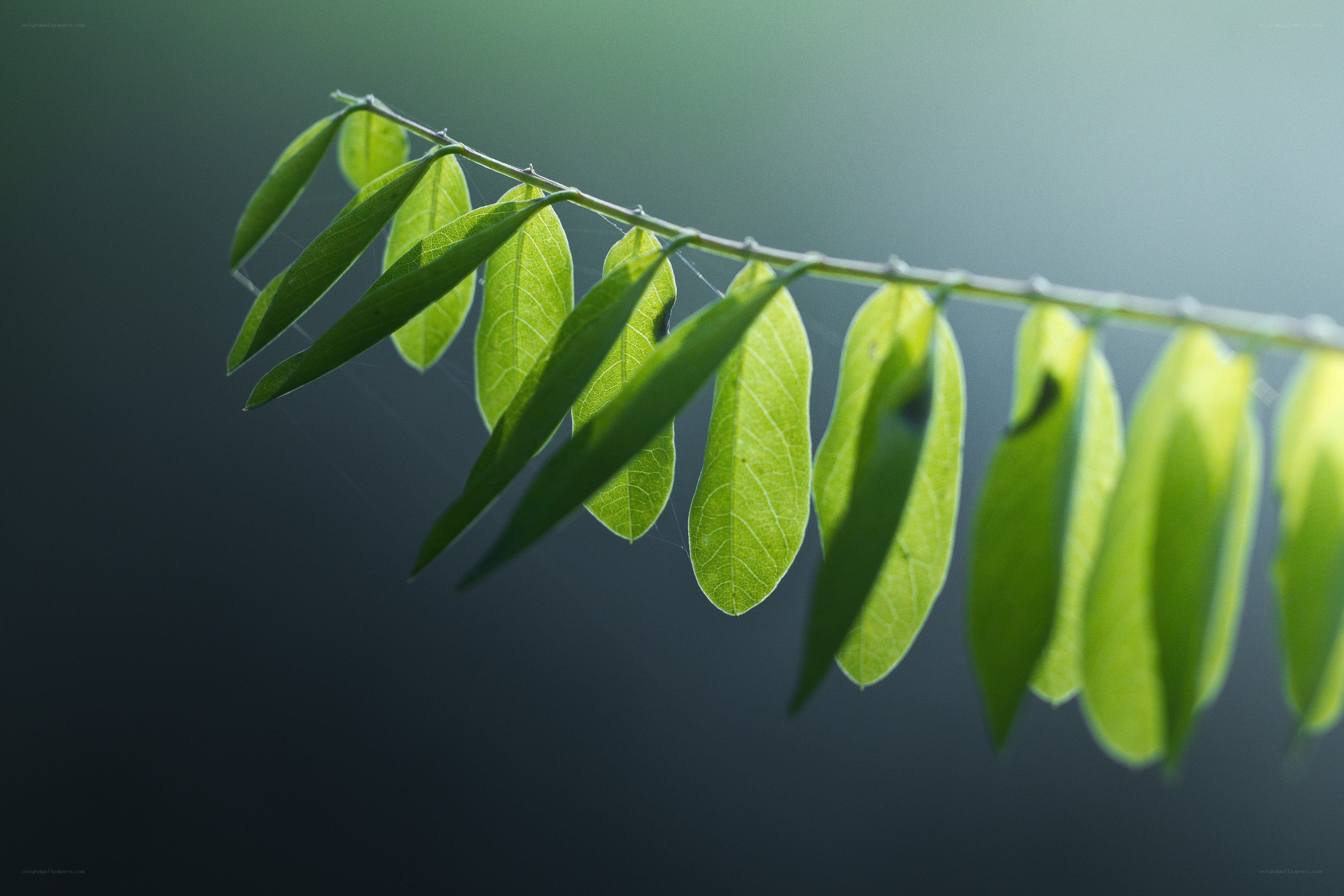 green leaves on a branch