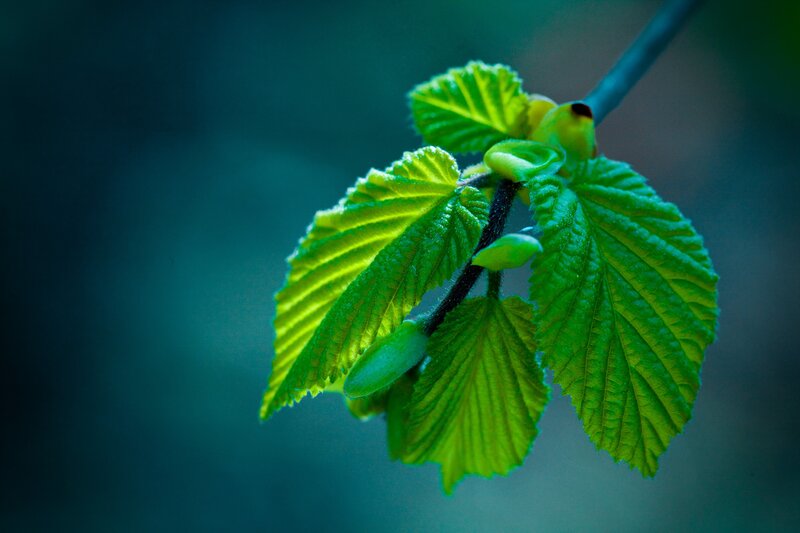 green leaves on a branch