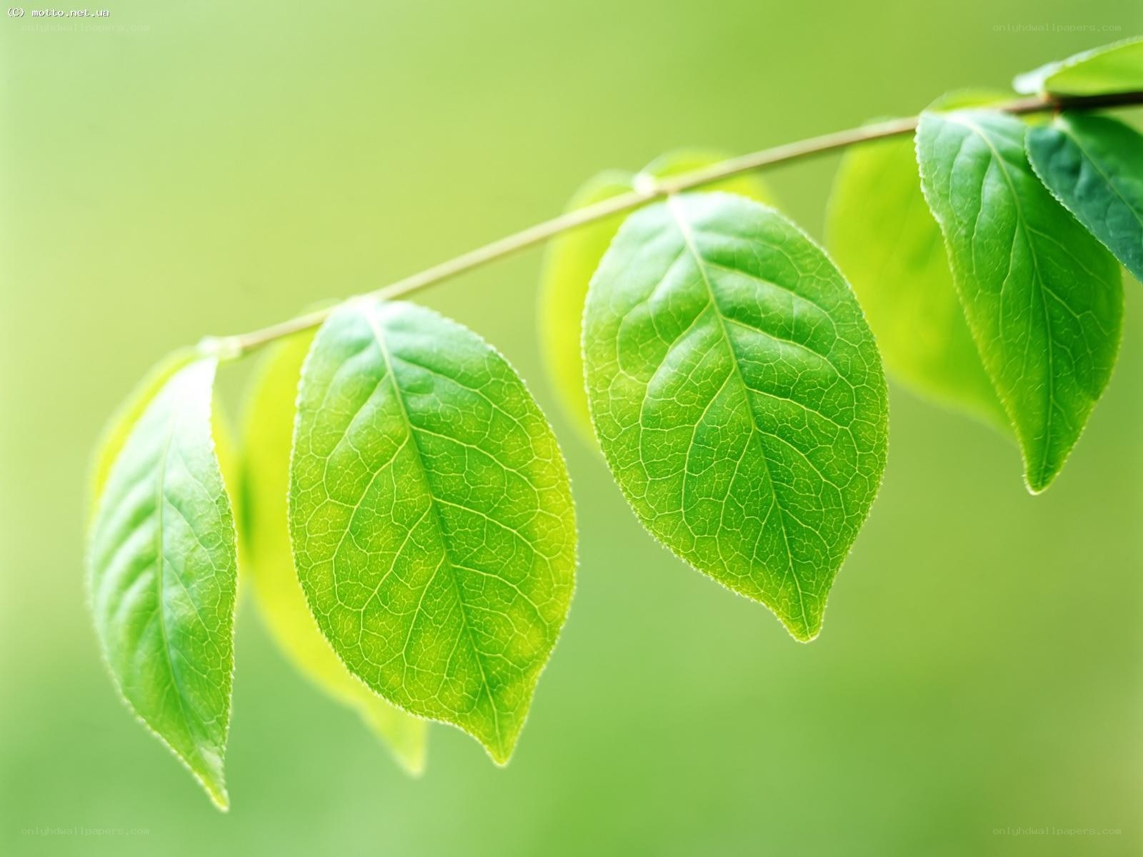 green leaves on a branch