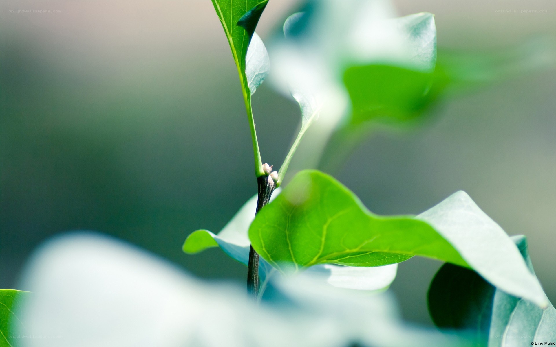 green leaves on a branch