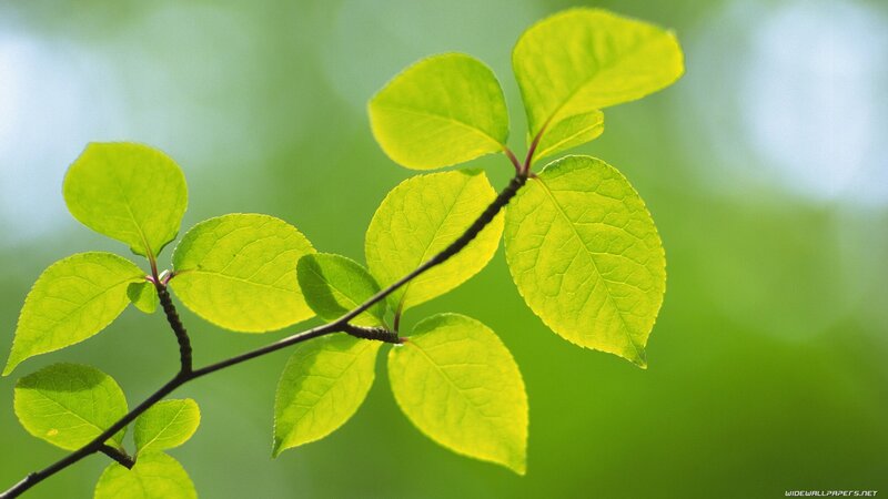 green leaves on a branch