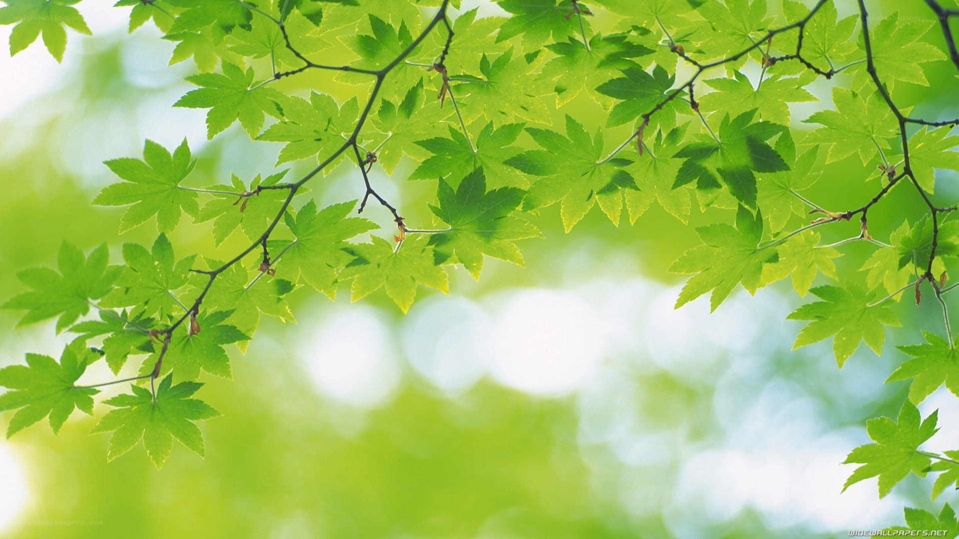 green leaves on a branch