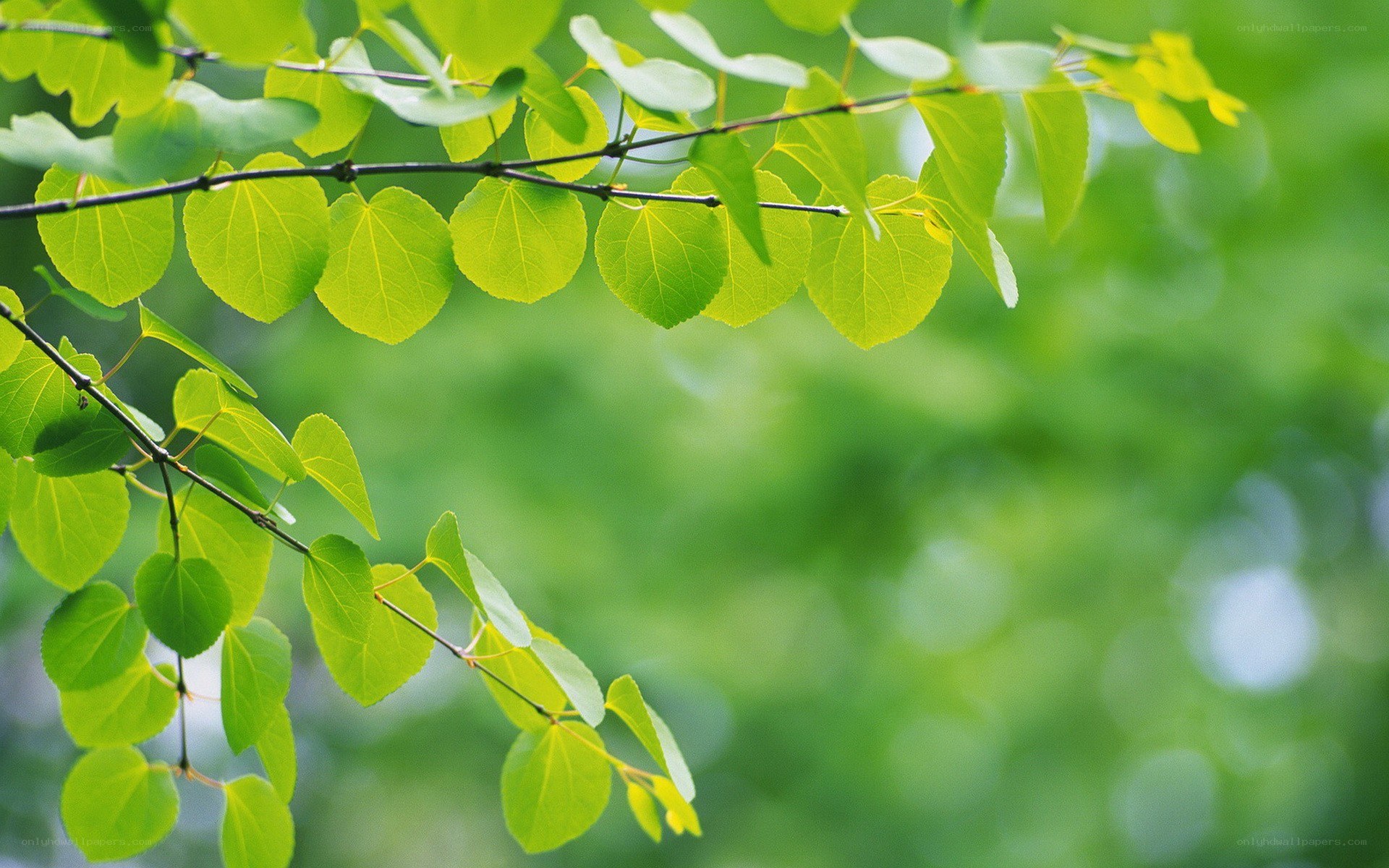 green leaves on a branch