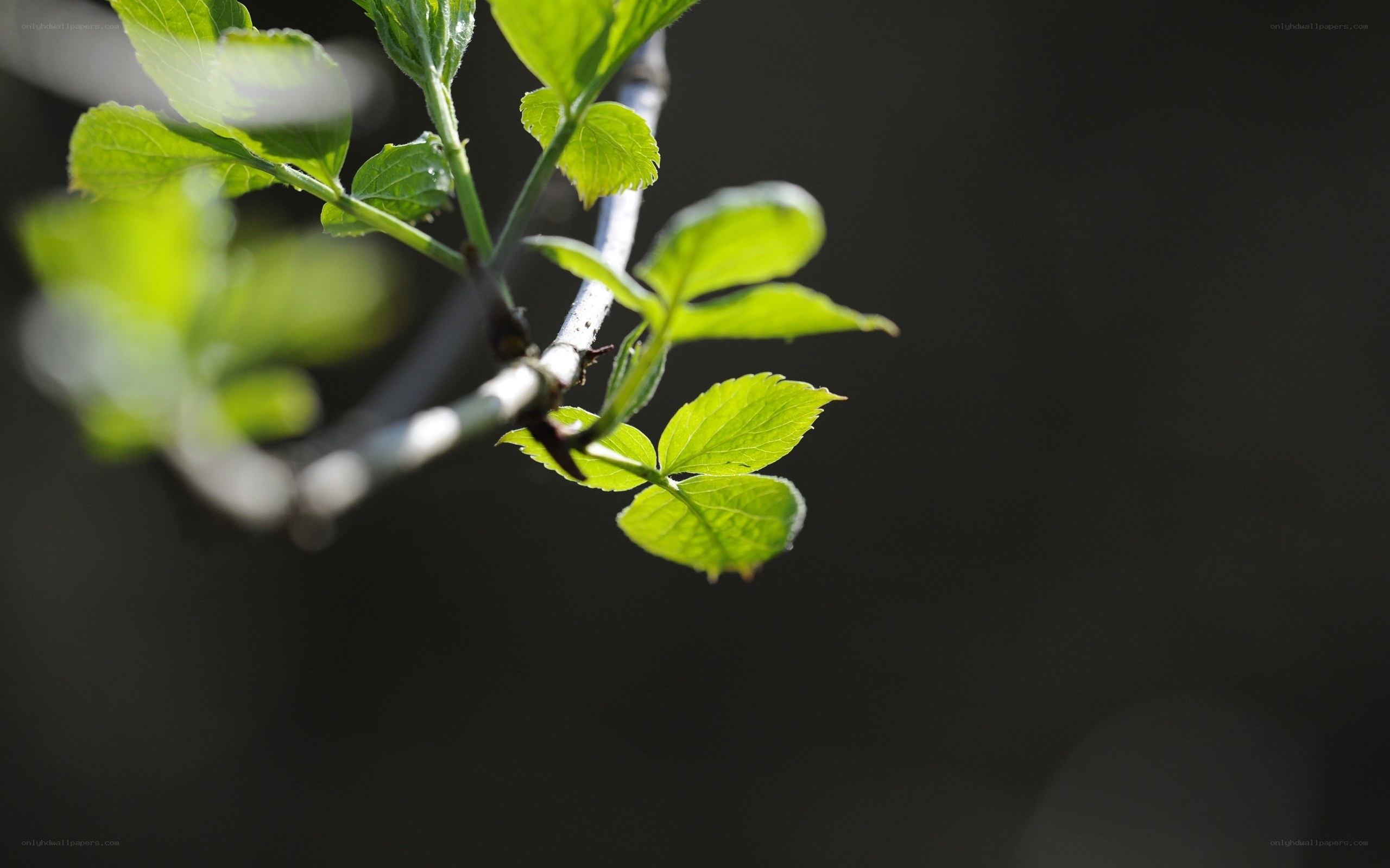 green leaves on a branch