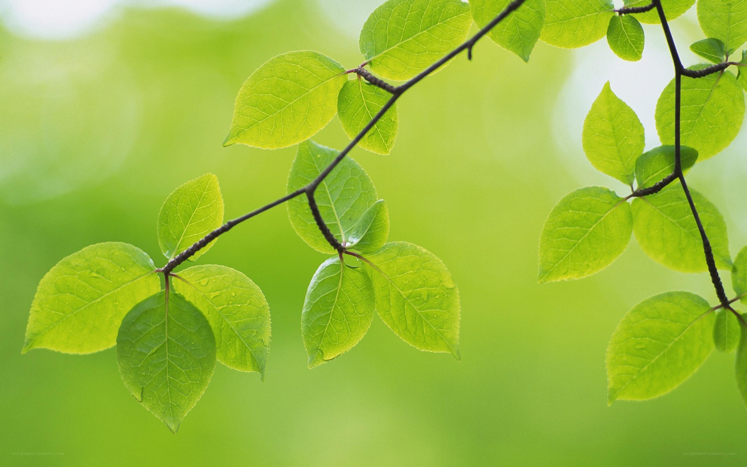green leaves on a branch