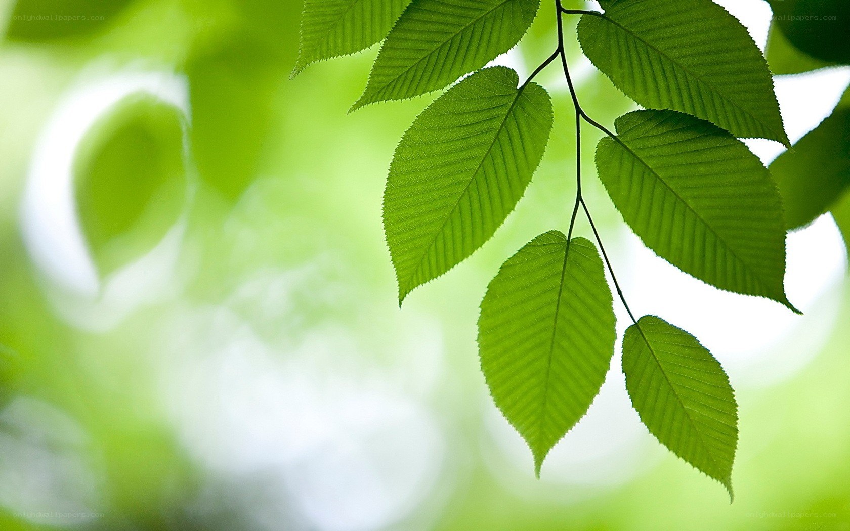 green leaves on a branch