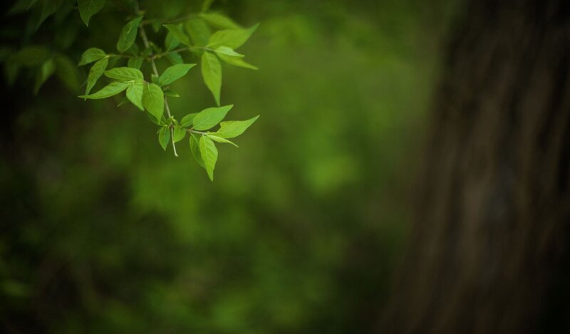 green leaves on a branch