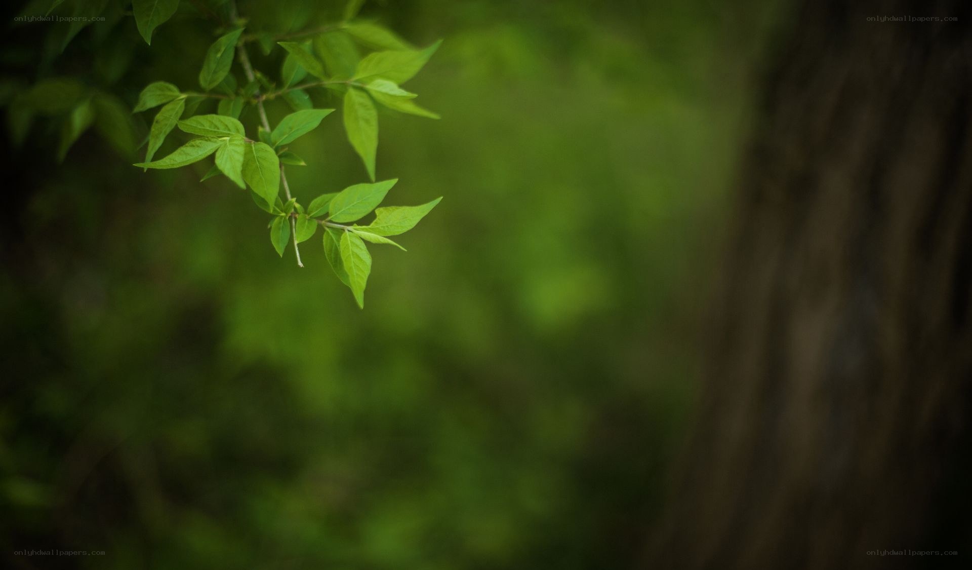green leaves on a branch