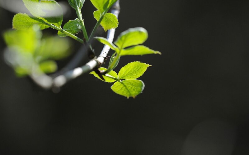 green leaves on a branch