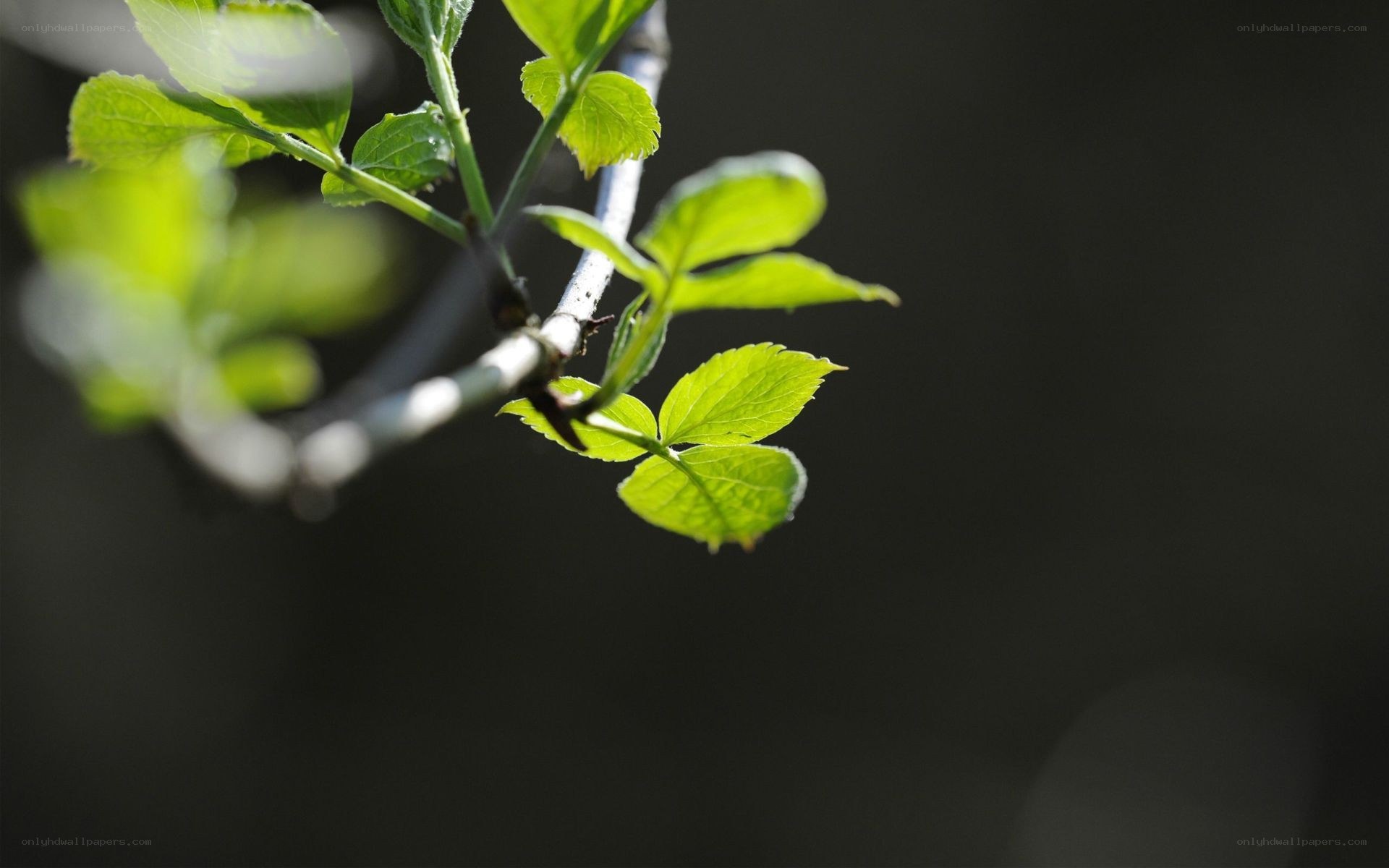 green leaves on a branch