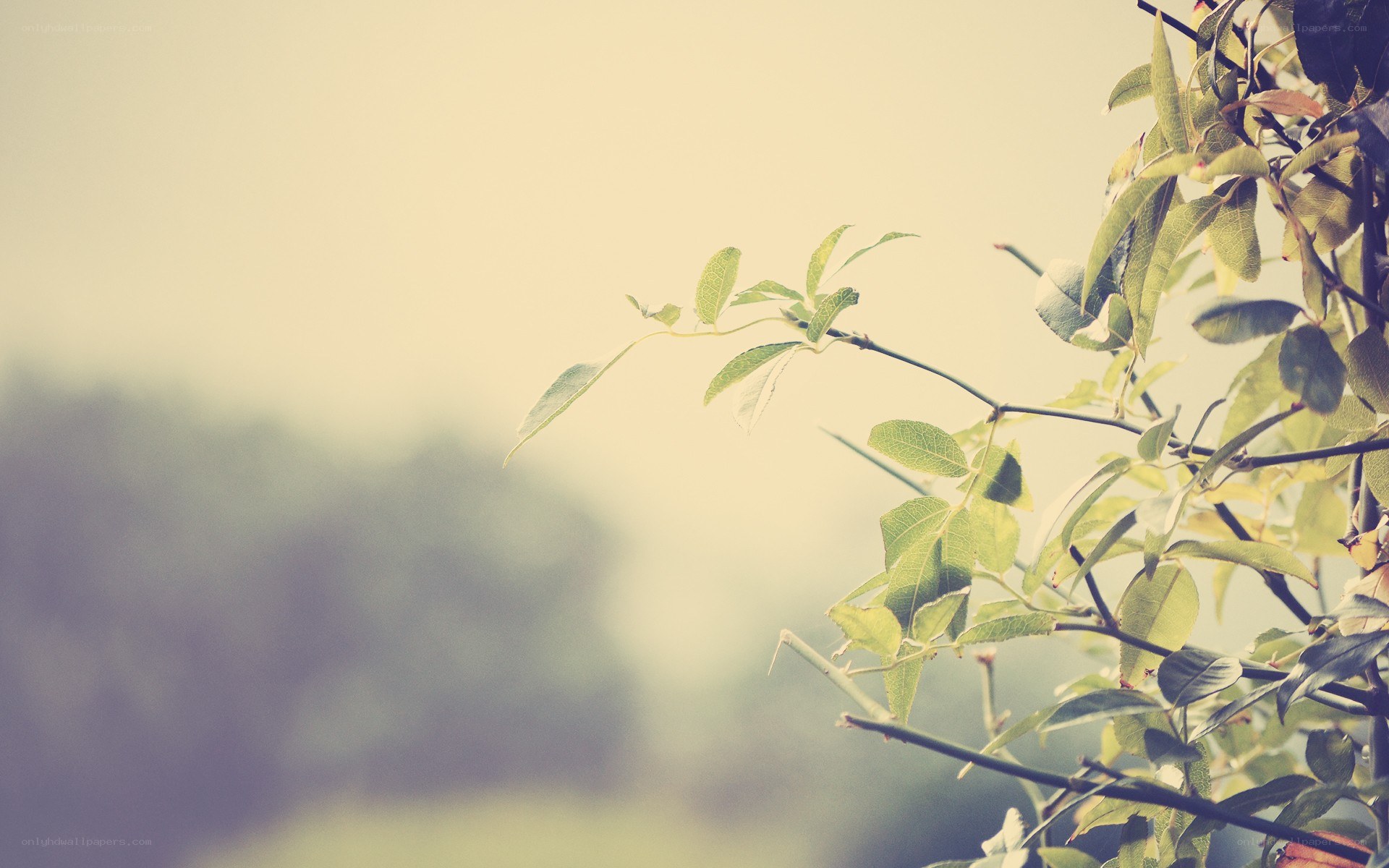 green leaves on a branch