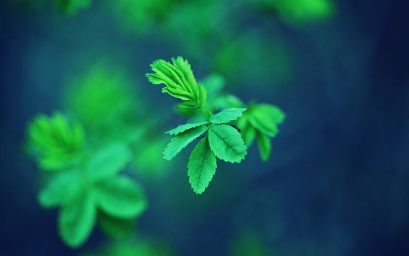 green leaves on a branch