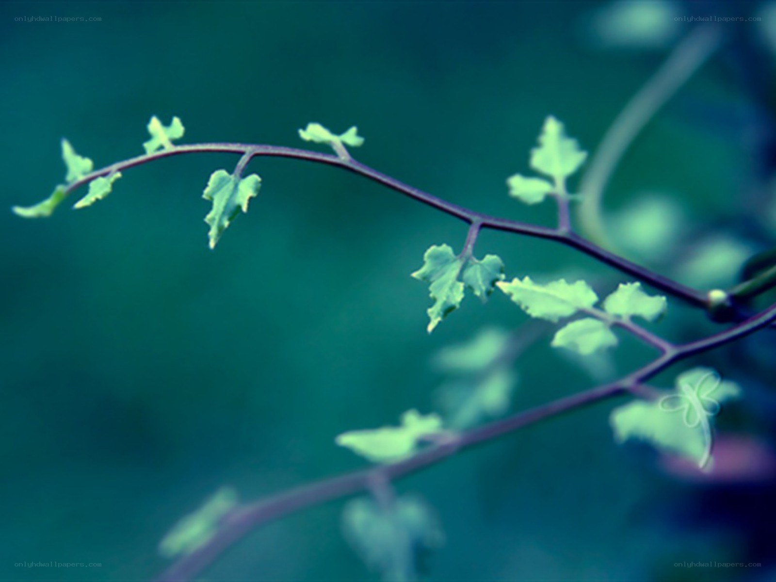 green leaves on a branch