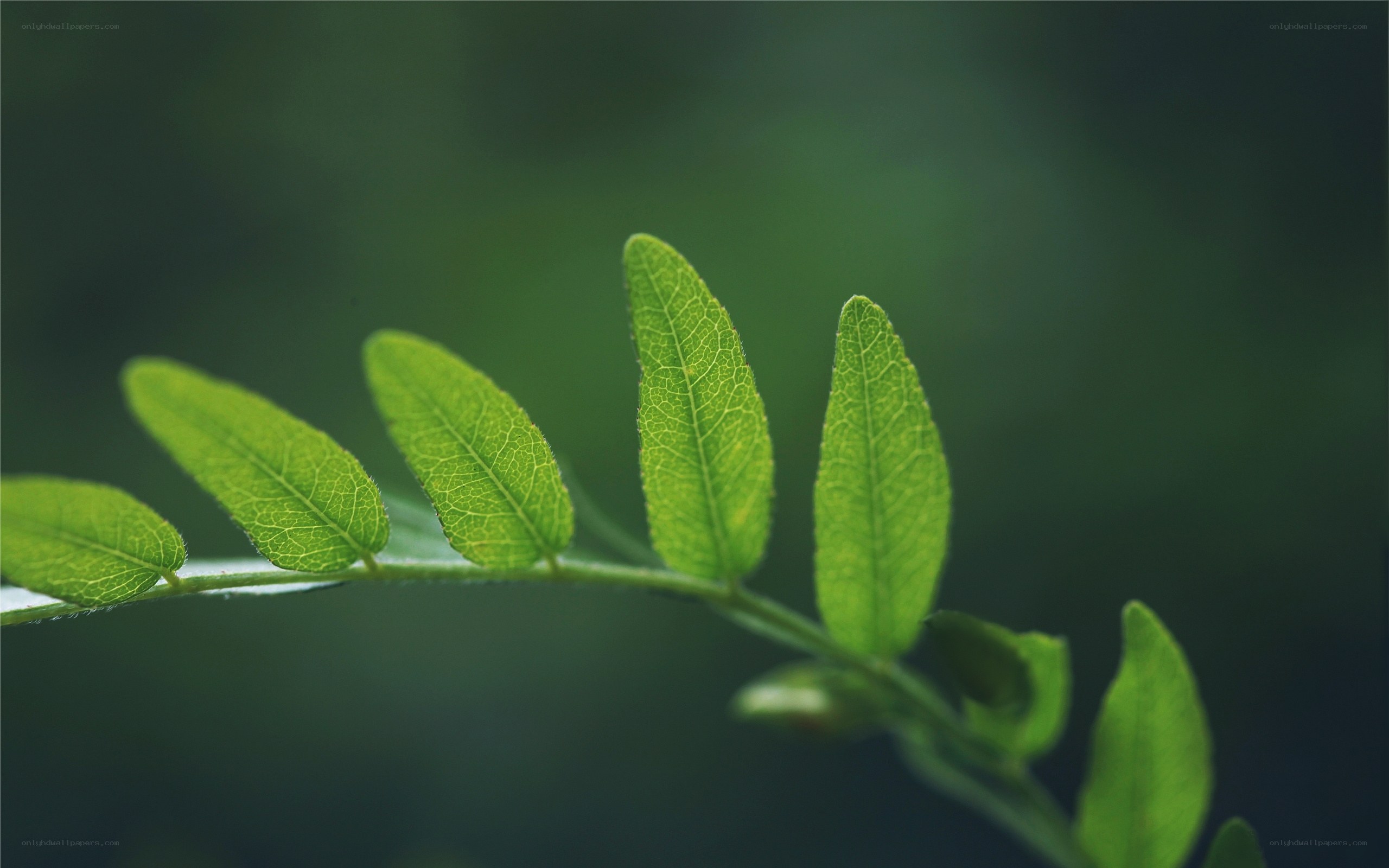 green leaves on a branch