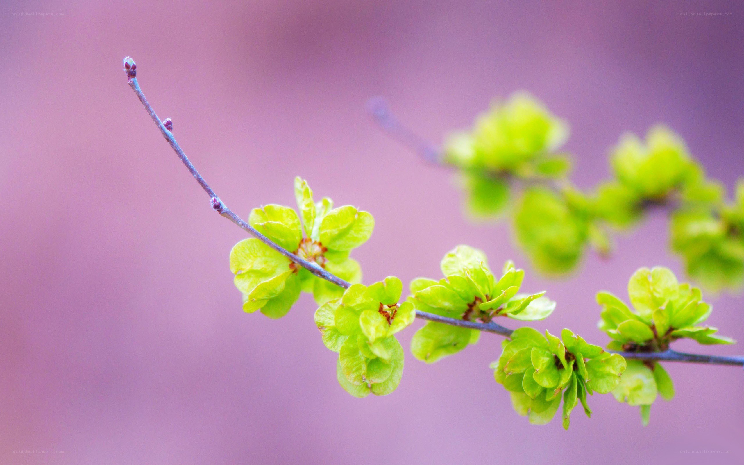green leaves on a branch