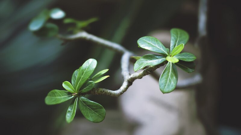 green leaves on a branch