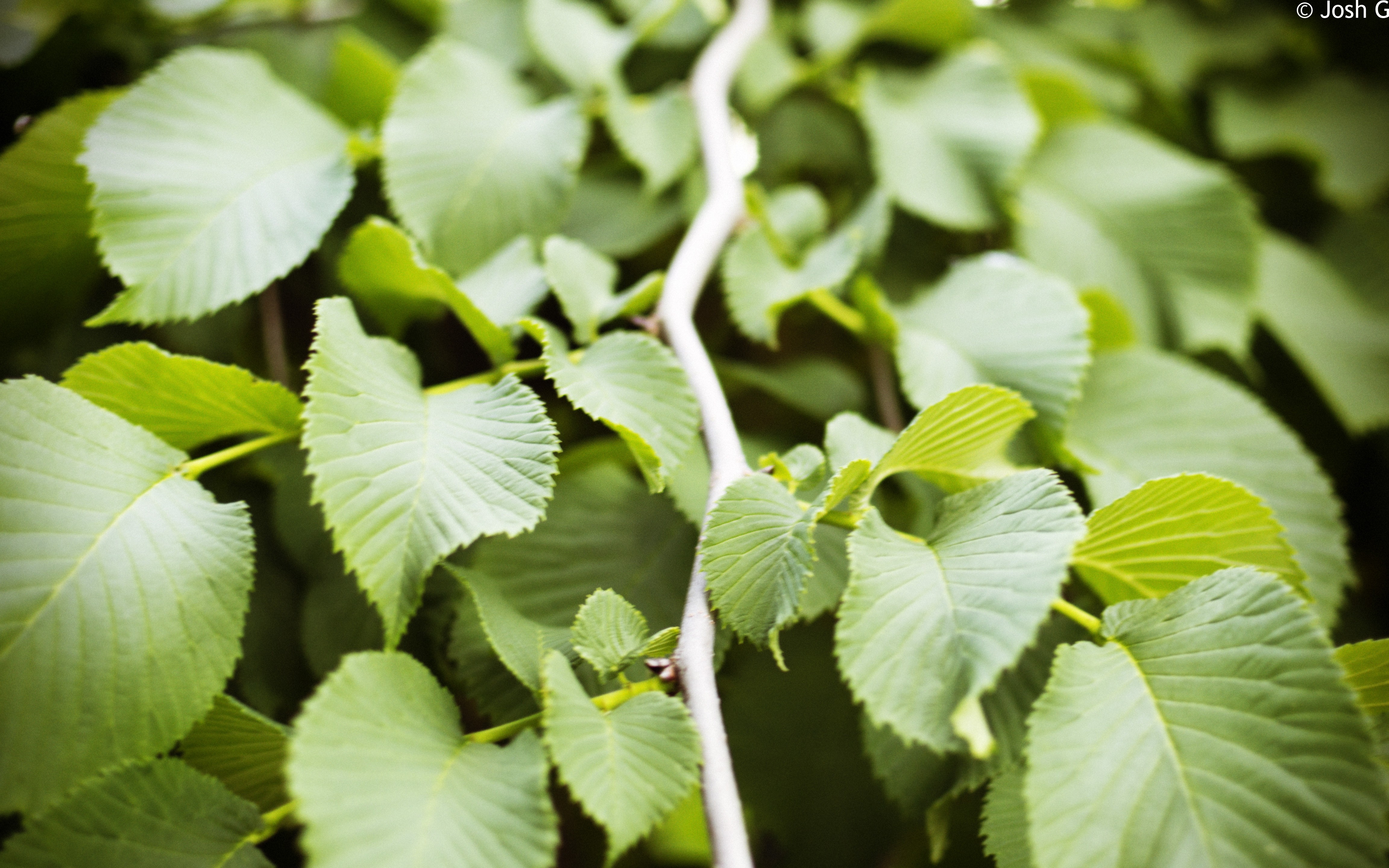 green leaves on a branch