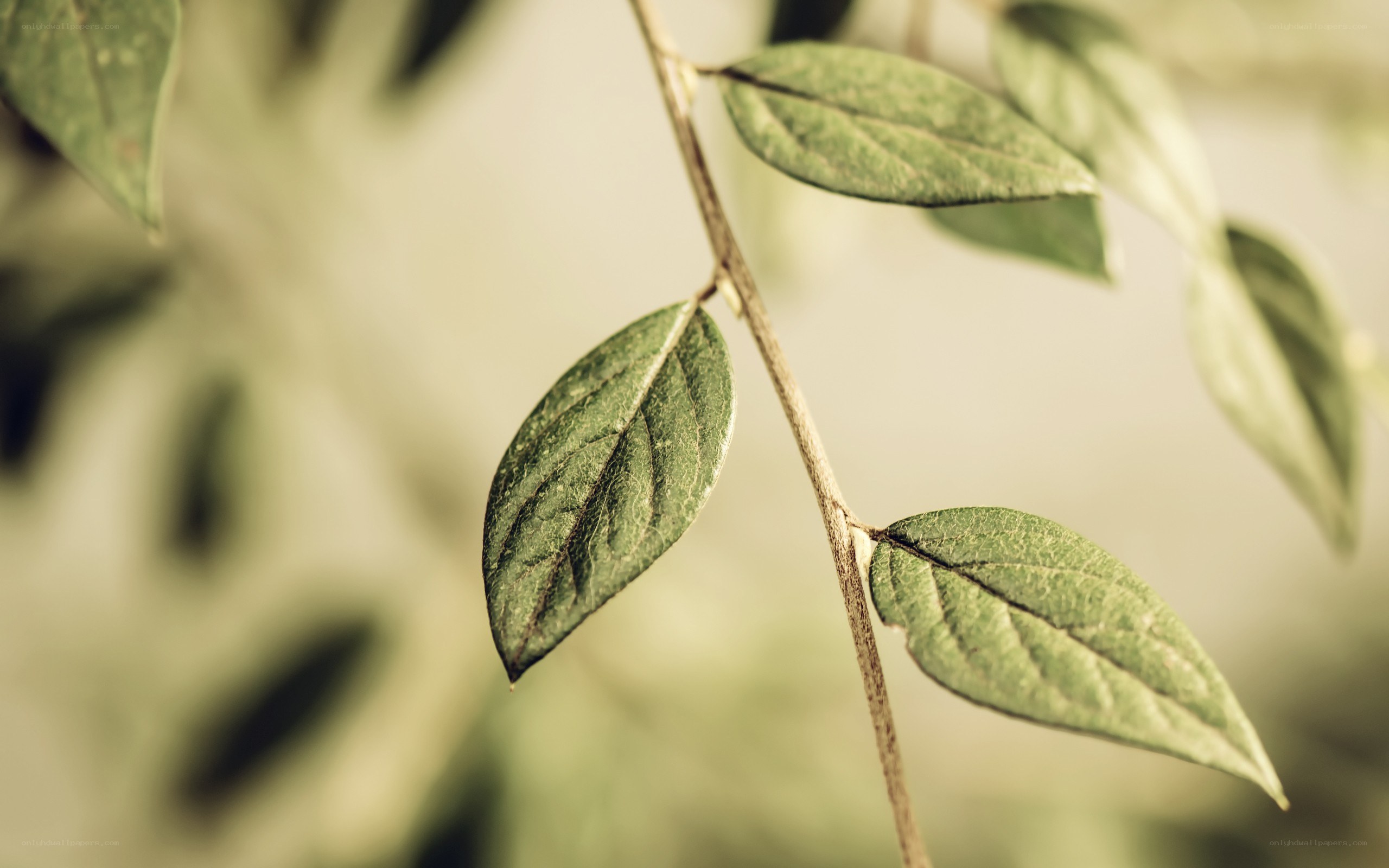 green leaves on a branch