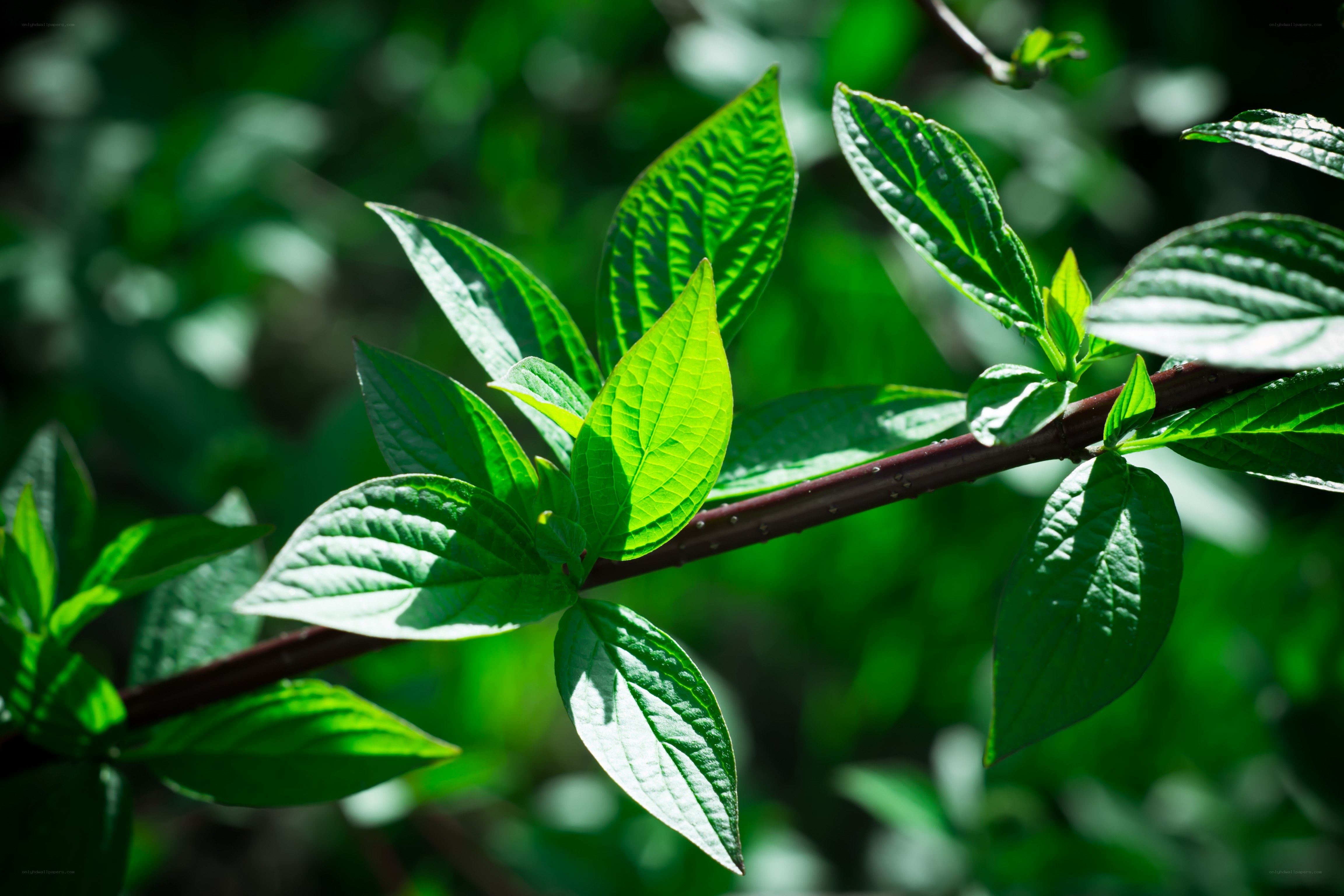 green leaves on a branch