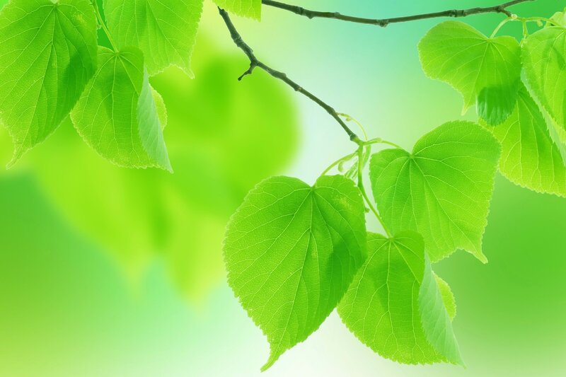 green leaves on a branch