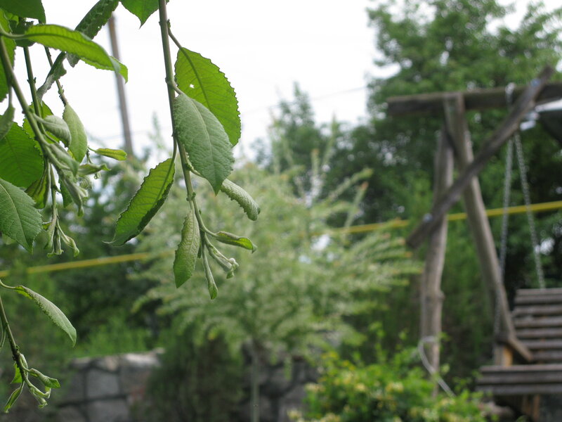 Green Leaves on a Branch — Calm, Afternoon