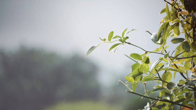 Green Leaves on a Branch — Calm, Photograph
