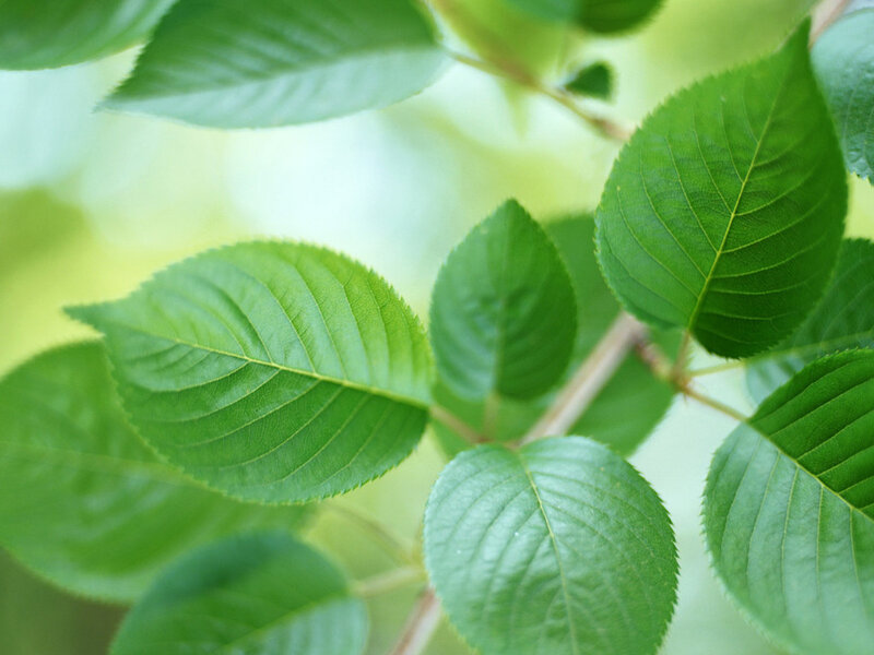 Green Leaves on a Branch — Calm, Spring, Photograph, White