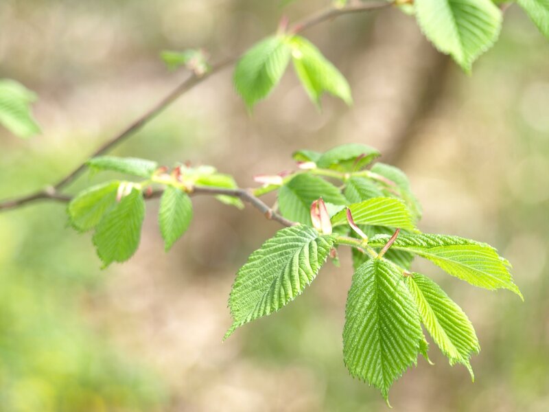 Green Leaves on a Branch — Calm, Spring