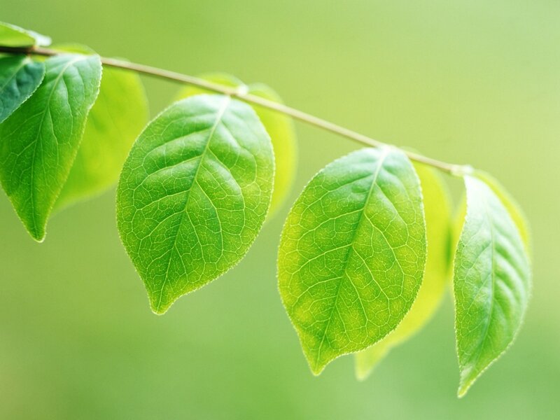 Green Leaves on a Branch — Calm