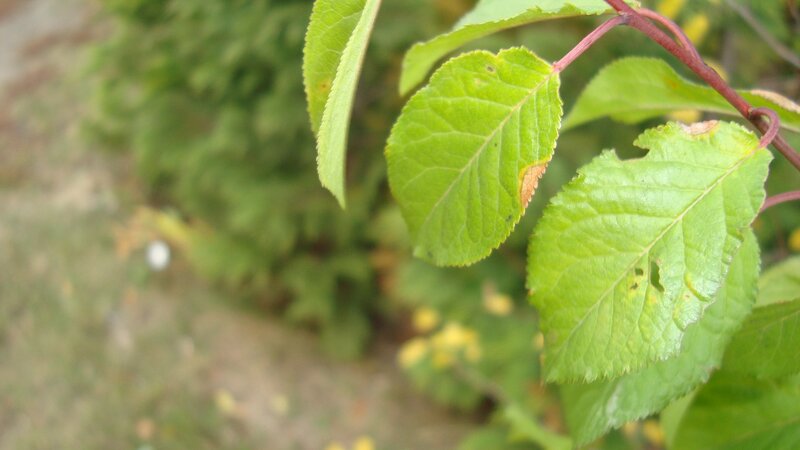 Green Leaves on a Branch — Natural, Photograph
