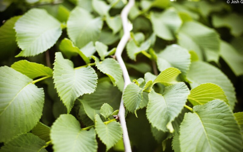 Green Leaves on a Branch — Natural, Spring