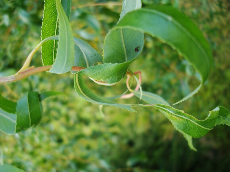 Green Leaves on a Branch — Natural
